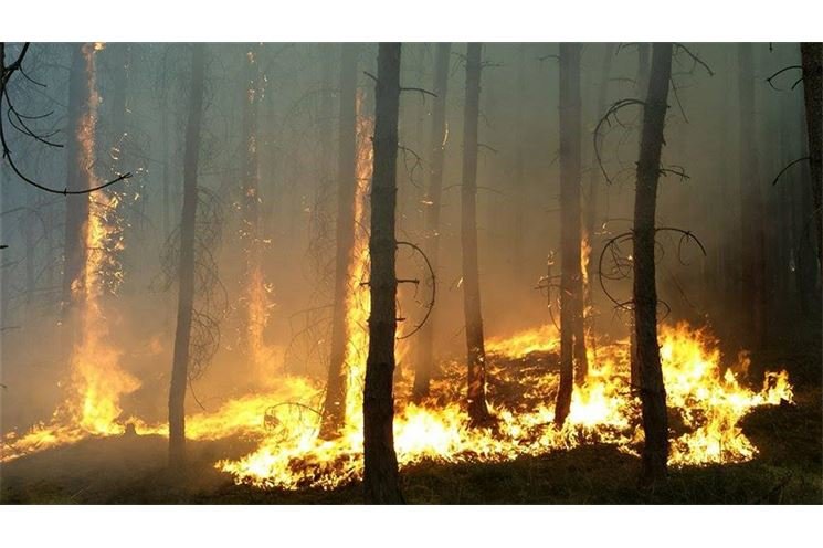 Požár lesa na severním Plzeňsku u Horního Hradiště - foto Pavel Němeček