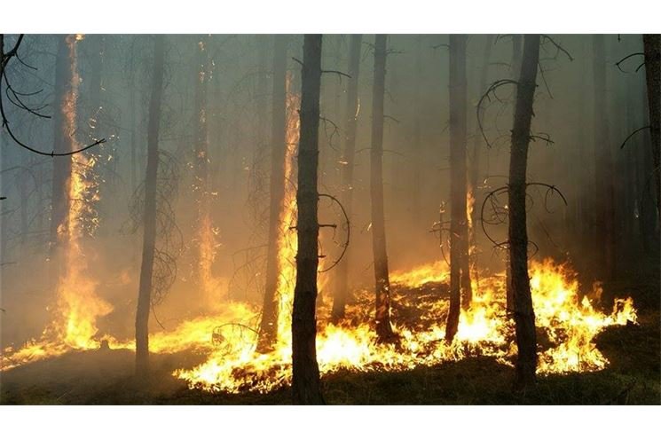 Požár lesa na severním Plzeňsku u Horního Hradiště - foto Pavel Němeček Požár lesa na severním Plzeňsku u Horního Hradiště - foto Pavel Němeček