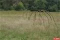 Dračí hřbet (1)