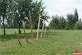 Dračí křídla (1)