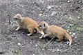FOTO_ZOO Plzeň (1)