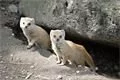 FOTO_ZOO Plzeň (2)