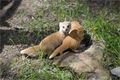 FOTO_ZOO Plzeň (6)