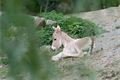 FOTO_ZOO Plzeň (2)