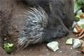 FOTO_ZOO Plzeň (2)