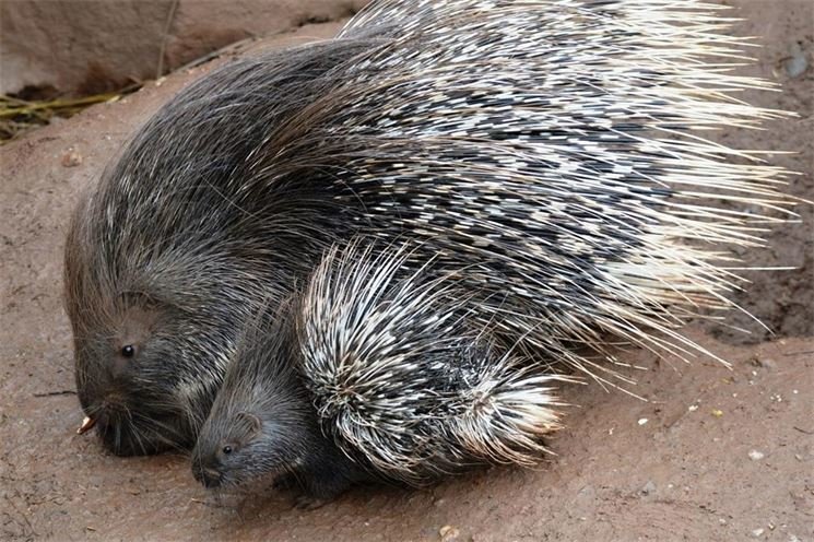FOTO_ZOO Plzeň (3)