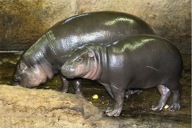 Hrošík liberijský (Hexaprotodon liberiensis)