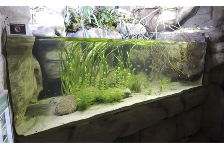 akva tera _foto zoo plzen