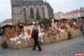 FOTO_QAP_CZ (13)
