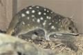Kunovec tečkovaný (Dasyurus viverrinus)_16.2.2016 (2)