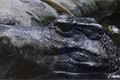 zoo_plzen_velikonoce (7)