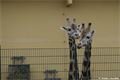 zoo_plzen_velikonoce (38)