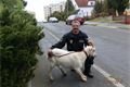 foto-městská policie plzeňII