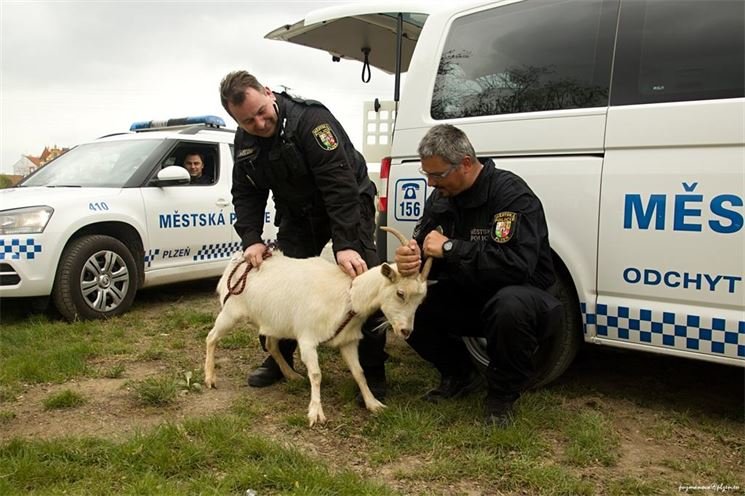 foto-městská policie plzeň