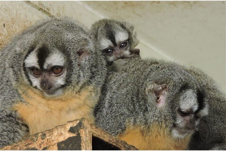 mirikina (2) mirikina (2)