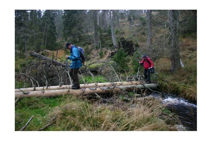 Divočina_Šumava