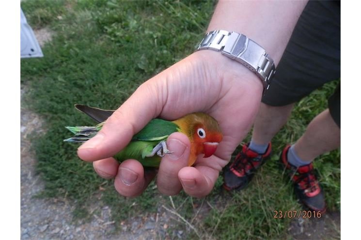 agapornis