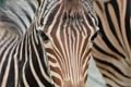 Zebra (1)