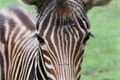 Zebra (3)