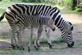 Zebra (4)