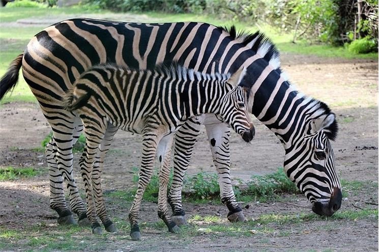 Zebra (4)