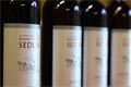 Bolevecke_vinobrani_17.9.2016_012