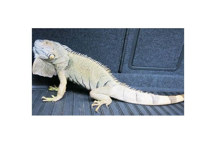 Leguan_28.9_(2) Leguan_28.9_(2)