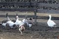 Černa ovce_akce 30_rijen (17)