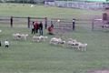 Černa ovce_akce 30_rijen (2)