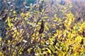 Podzim_8.11.2016_001
