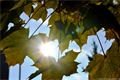 Podzim_8.11.2016_008