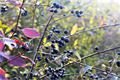 Podzim_8.11.2016_005