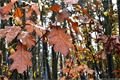 Podzim_8.11.2016_019