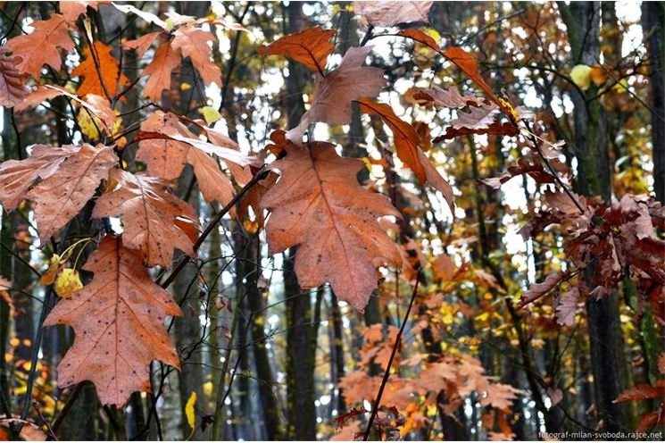 Podzim_8.11.2016_019 Podzim_8.11.2016_019