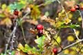 Podzim_8.11.2016_022