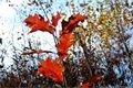 Podzim_8.11.2016_051