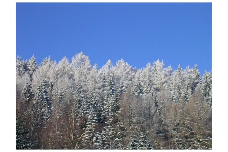 Šumava v zimě Šumava v zimě