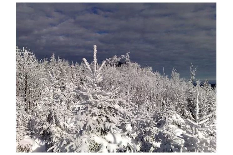 Šumava