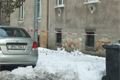 Čechova ulice 09_12_2010 (5)