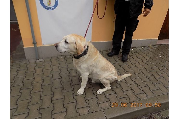 Labrador,_Štefánikova_ulice