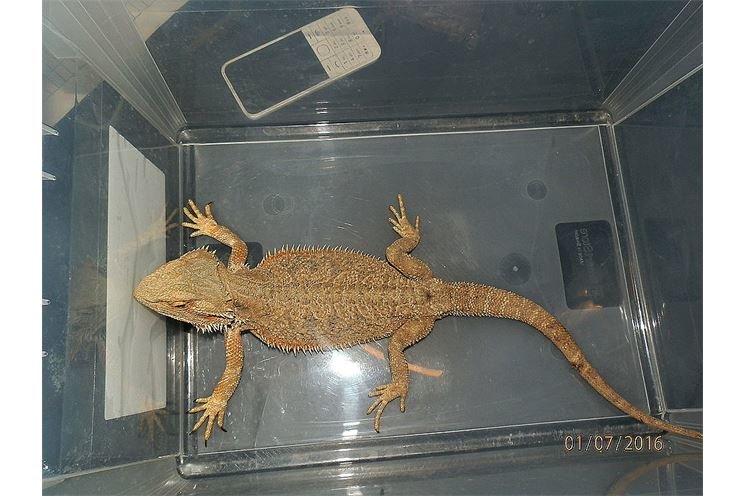 Agama Agama