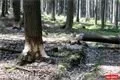 NS Vodni Svet Tachovsko foto QAP_CZ (76)