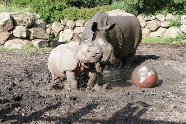 NOSOROŽCI ZOO 1