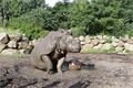 NOSOROŽCI ZOO2