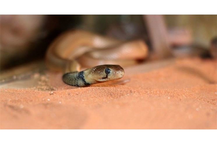 kobra červena foto zoo plzen