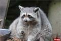ZOO LOHBERG_Bavorsko_Lam (6)
