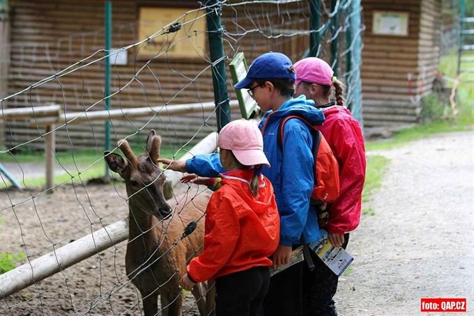 ZOO LOHBERG_Bavorsko_Lam (24)