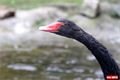 ZOO LOHBERG_Bavorsko_Lam (33)