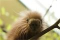kuandu_obecny_coendou_prehensilis (2)