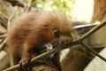 kuandu_obecny_coendou_prehensilis (1)